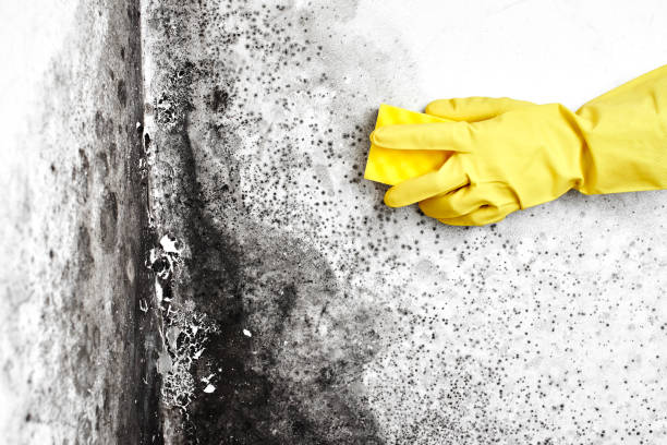 Best Toxic Mold Removal  in Redway, CA