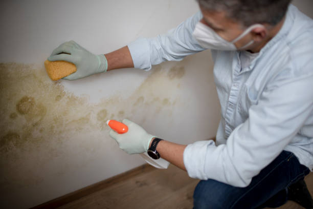 Best Attic Mold Removal  in Redway, CA