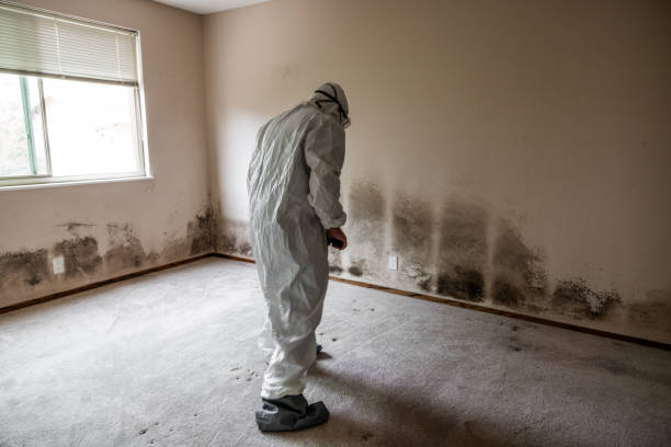 Best Mold Testing  in Redway, CA