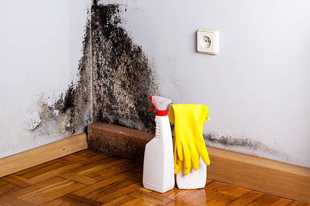 Best Crawl Space Mold Removal  in Redway, CA
