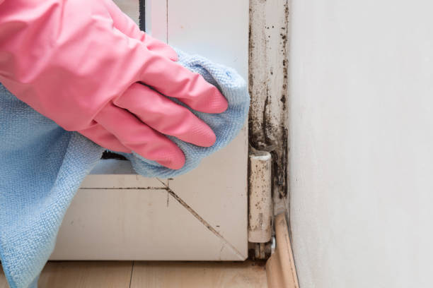 Mold Removal and Inspection in Redway, CA